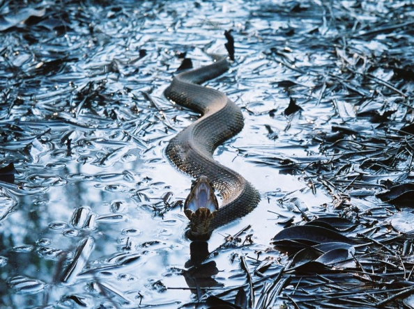 Cottonmouth (Jared Skye, National Geographic)